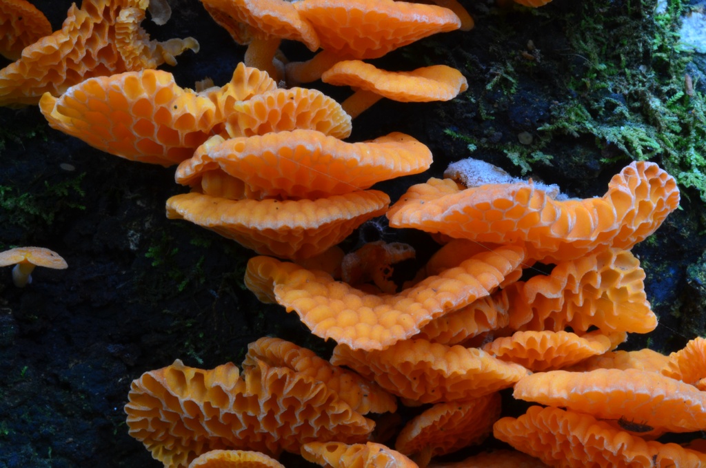 2017-03 New Zealand/Hunua/DSC_0216.JPG